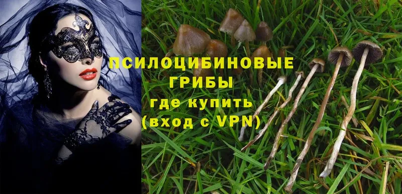 Псилоцибиновые грибы Psilocybine cubensis  закладка  ОМГ ОМГ онион  Городец 